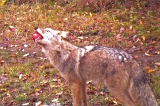 Coyote100909_1129hrs